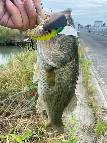 ブラックバスの釣果