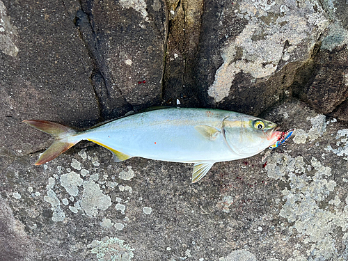 ツバスの釣果