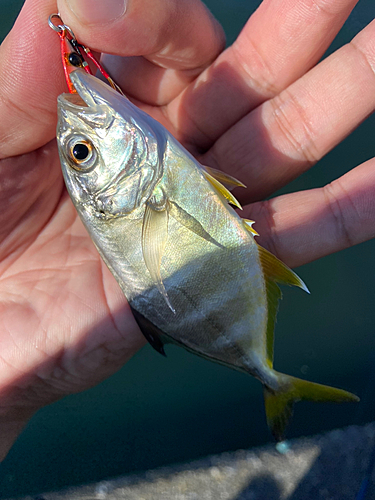 メッキの釣果