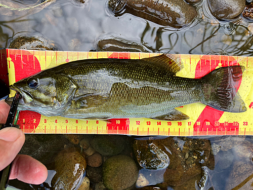 スモールマウスバスの釣果