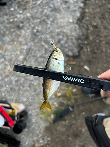 マアジの釣果