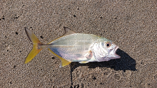 メッキの釣果