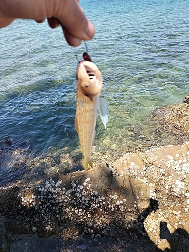 エソの釣果