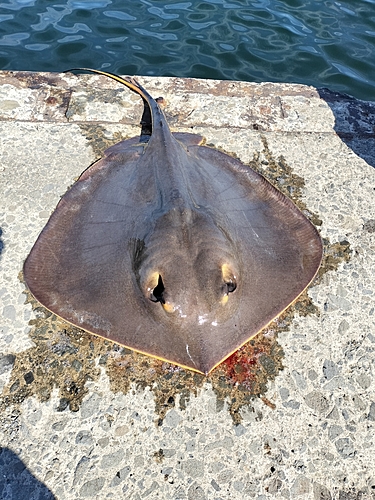 アカエイの釣果