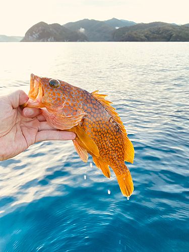 アコウの釣果