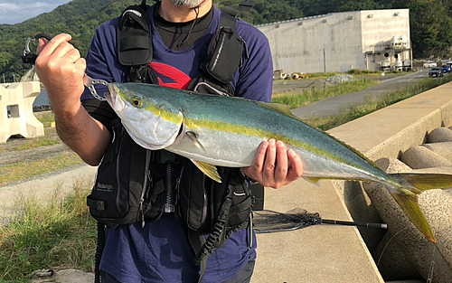 ヤズの釣果