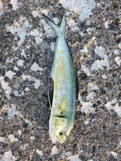 シイラの釣果