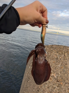 キスの釣果