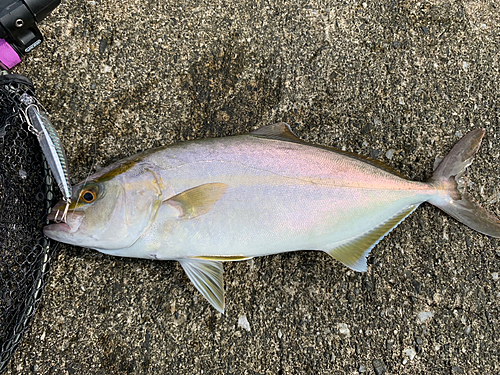 ショゴの釣果