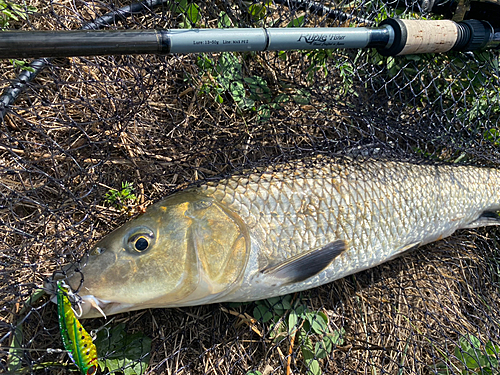 ニゴイの釣果