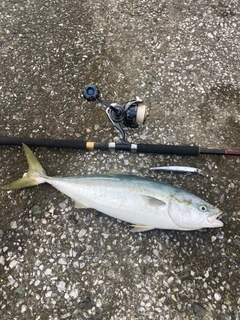 イナダの釣果