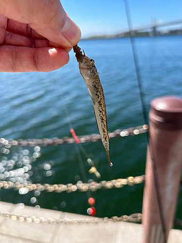 マハゼの釣果