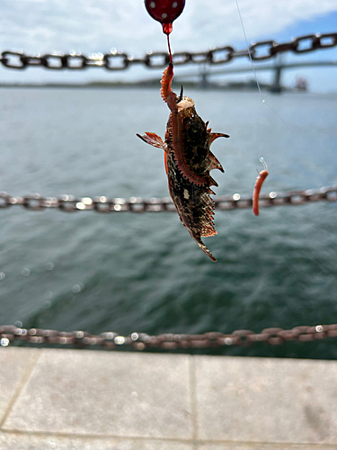 ハオコゼの釣果