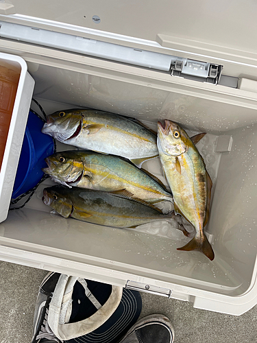 ショゴの釣果