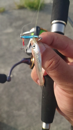 カマスの釣果