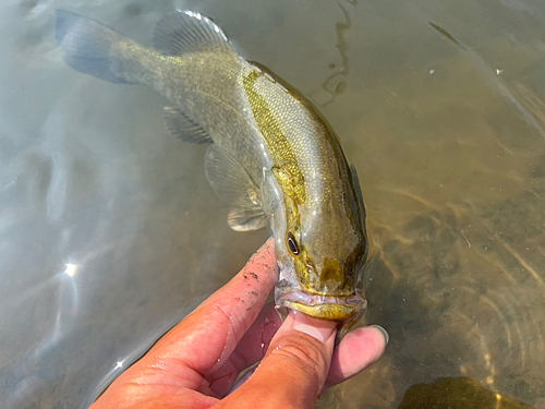 スモールマウスバスの釣果