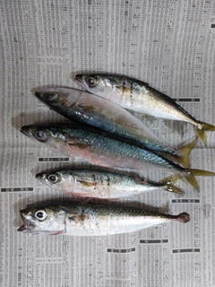 サバの釣果