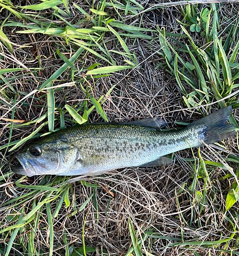 ラージマウスバスの釣果