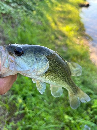 ラージマウスバスの釣果