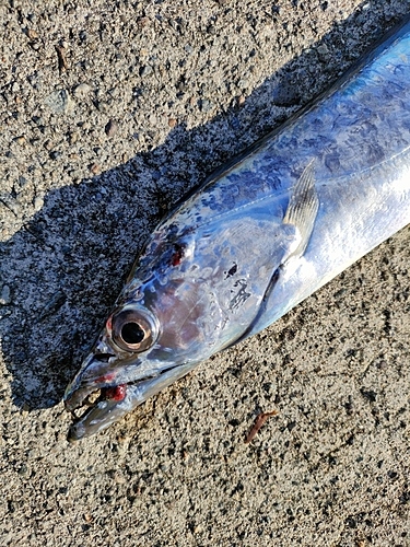 タチウオの釣果