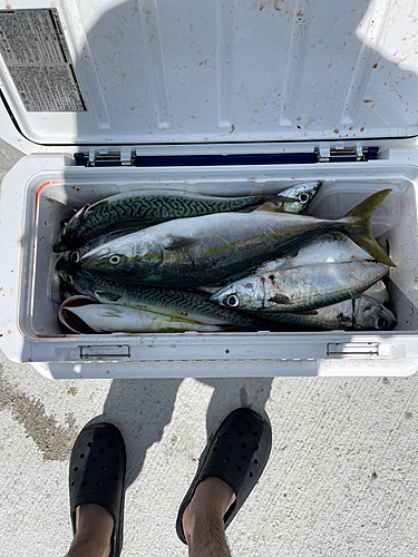 イナダの釣果