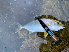 ショゴの釣果