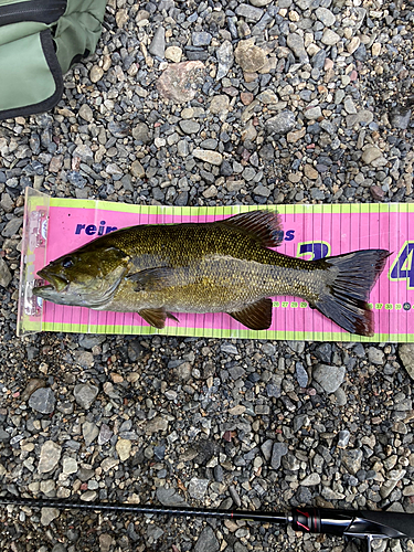 スモールマウスバスの釣果