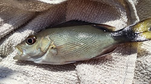 ヒメフエダイの釣果