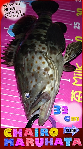 チャイロマルハタの釣果