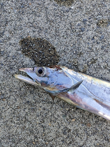 タチウオの釣果