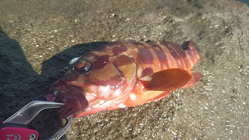 アカハタの釣果