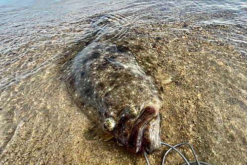 ヒラメの釣果