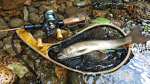 イワナの釣果