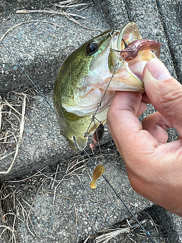 ラージマウスバスの釣果