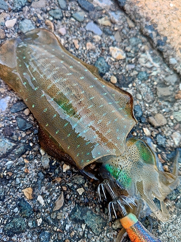 アオリイカの釣果