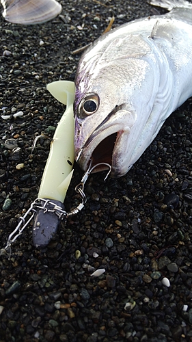 イシモチの釣果