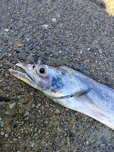 タチウオの釣果