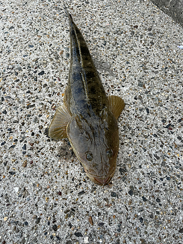 マゴチの釣果