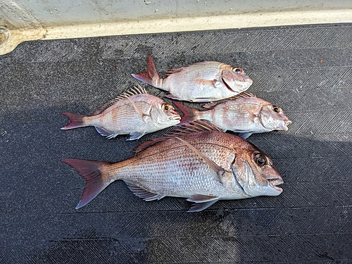 マダイの釣果