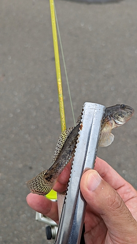 ハゼの釣果