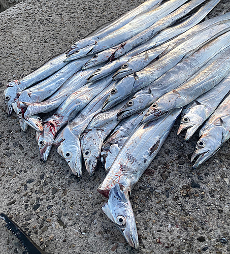 タチウオの釣果