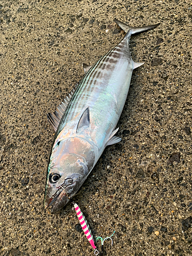 ハガツオの釣果