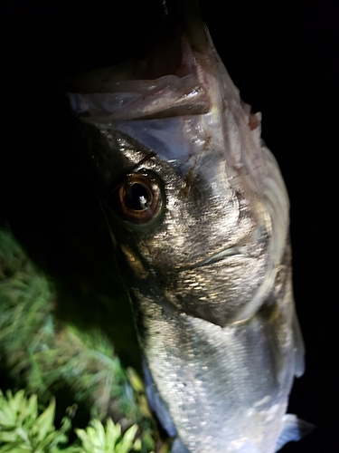 セイゴ（マルスズキ）の釣果