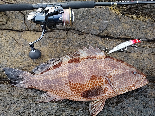 オオモンハタの釣果