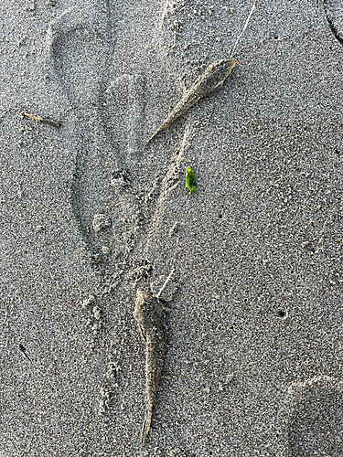 メゴチの釣果