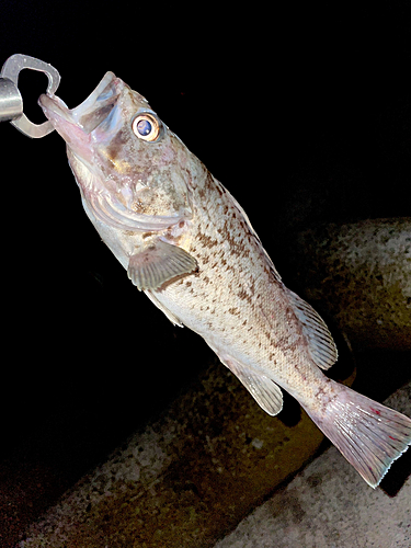 クロソイの釣果