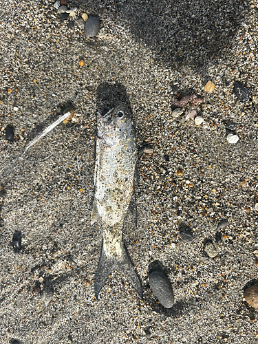 ツバメコノシロの釣果