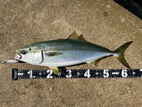 メジロの釣果