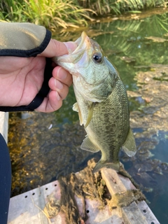 ラージマウスバスの釣果