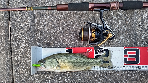 ブラックバスの釣果